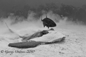 Stingray and jack by George Ordenes 